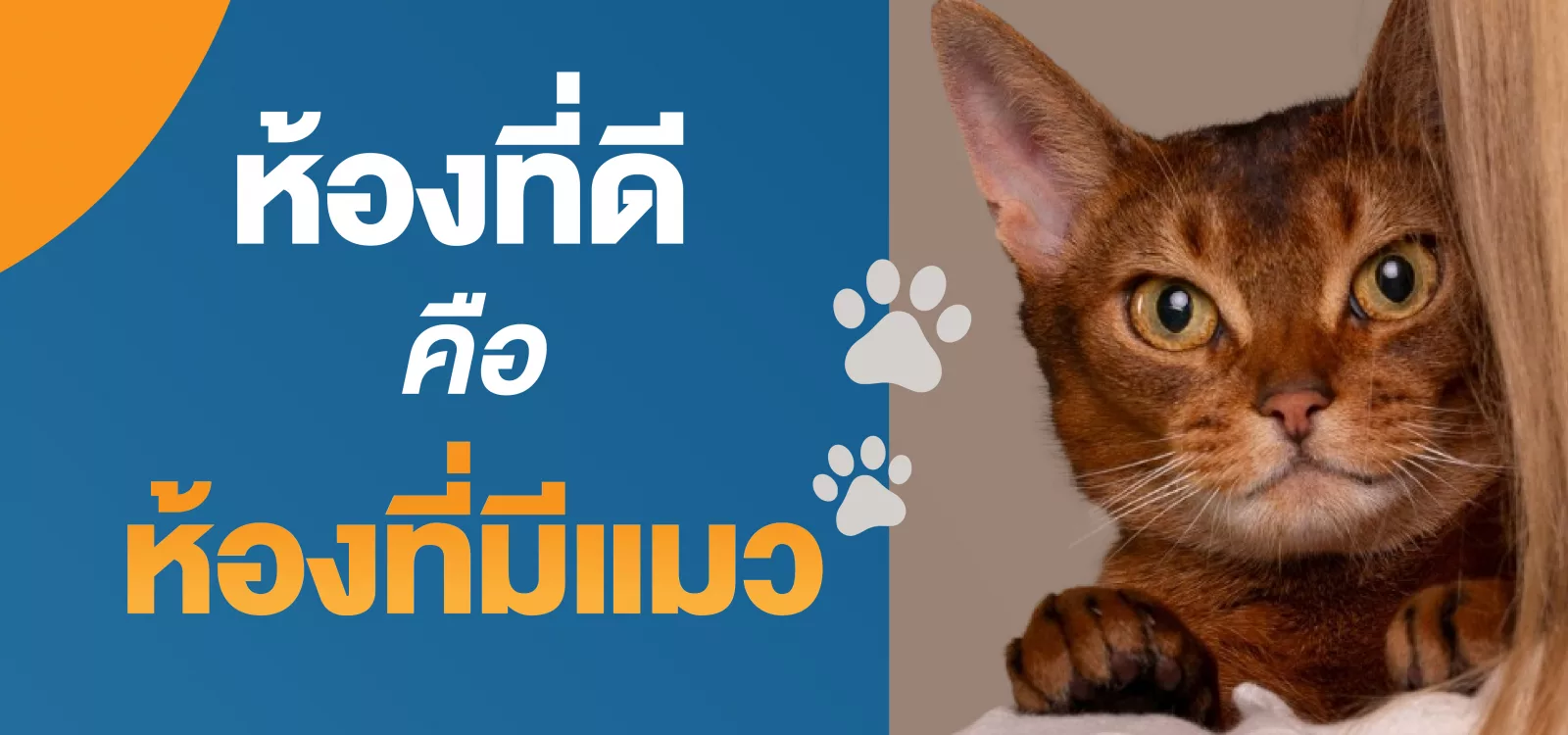 ห้อง ที่ ดี คือ ห้อง ที่ มี แมว คอน โด Pet freiwndly พัฒนาการ เอกมัย