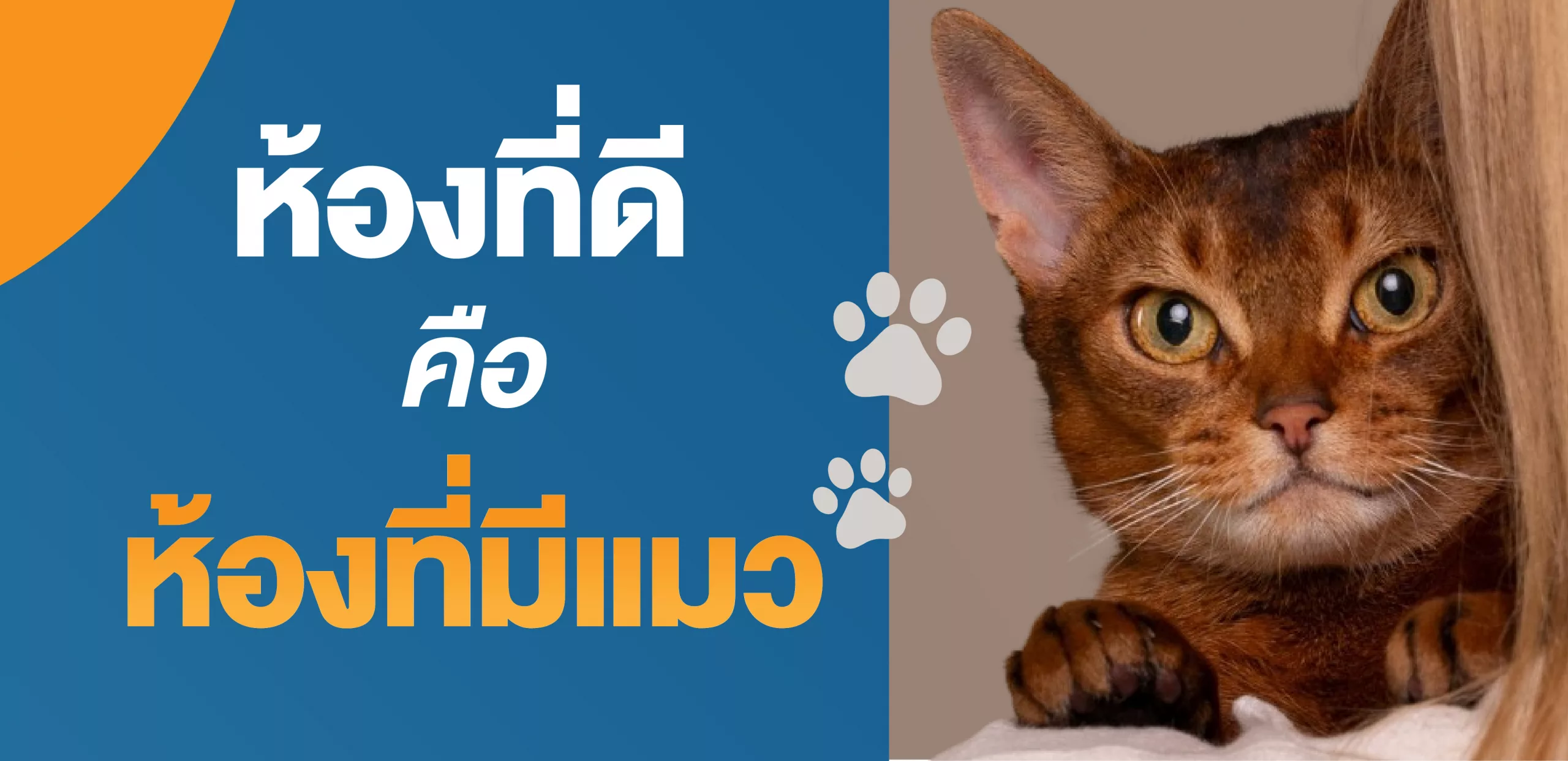 ห้อง ที่ ดี คือ ห้อง ที่ มี แมว คอน โด Pet freiwndly พัฒนาการ เอกมัย